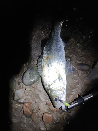 フッコ（マルスズキ）の釣果