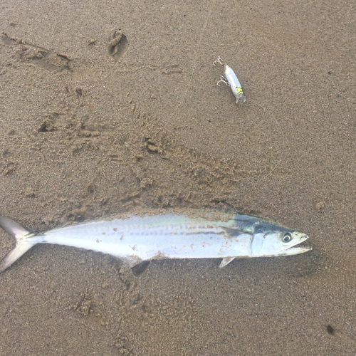 サゴシの釣果