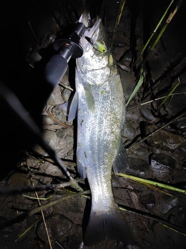 フッコ（マルスズキ）の釣果