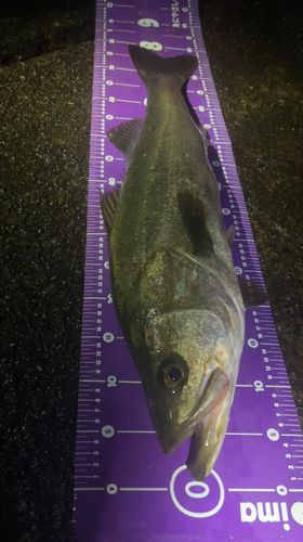 スズキの釣果