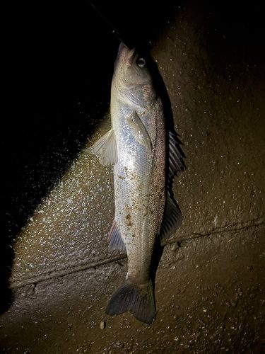 スズキの釣果