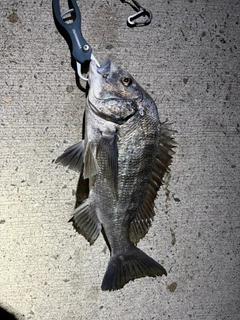 チヌの釣果