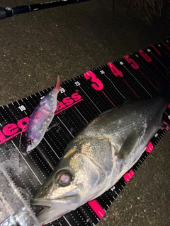 シーバスの釣果