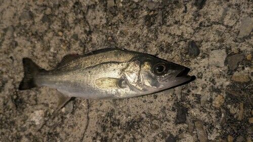 セイゴ（マルスズキ）の釣果