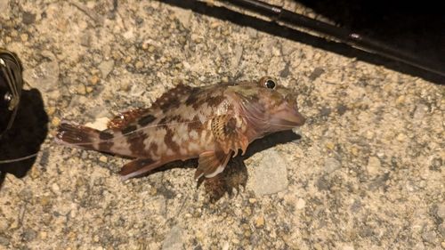 カサゴの釣果