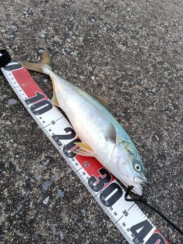 ワカシの釣果