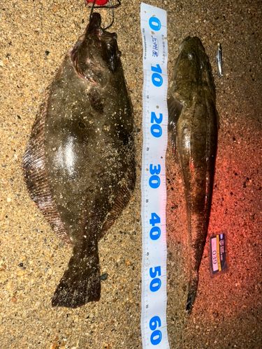 ヒラメの釣果