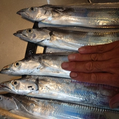 タチウオの釣果