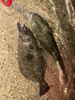 マゴチの釣果