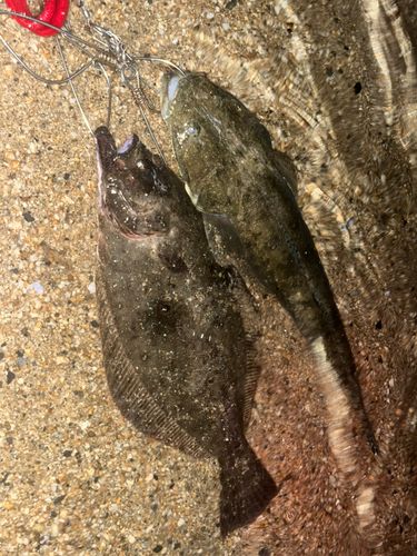 マゴチの釣果