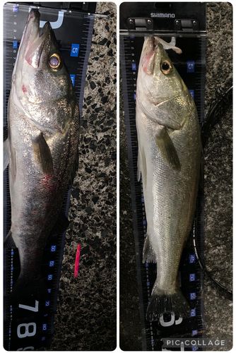 マルスズキの釣果
