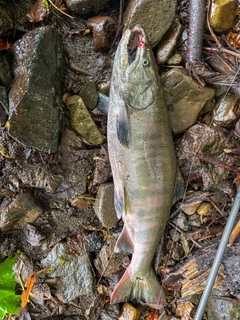 サクラマスの釣果