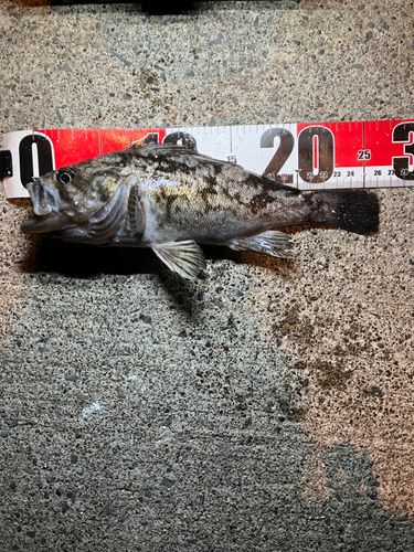 ムラソイの釣果