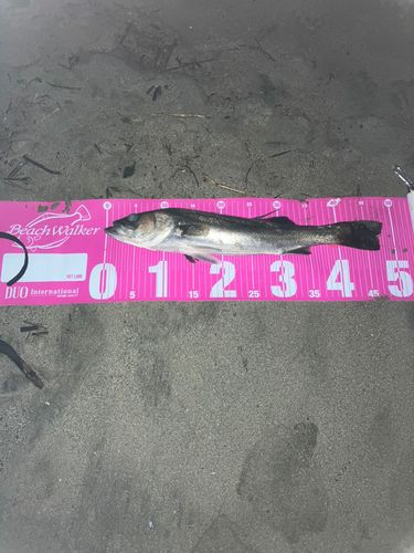 フッコ（マルスズキ）の釣果