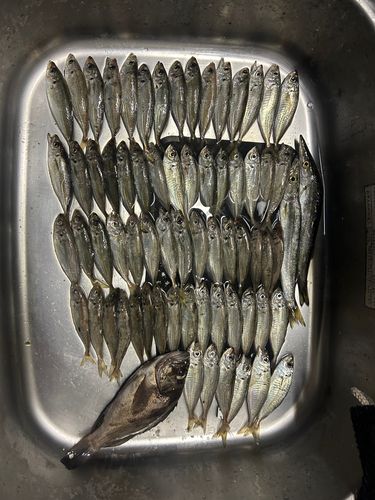 アジの釣果
