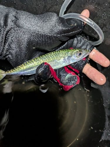 サバの釣果