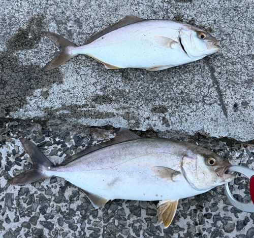 ショゴの釣果