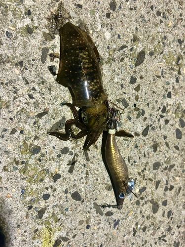 アオリイカの釣果