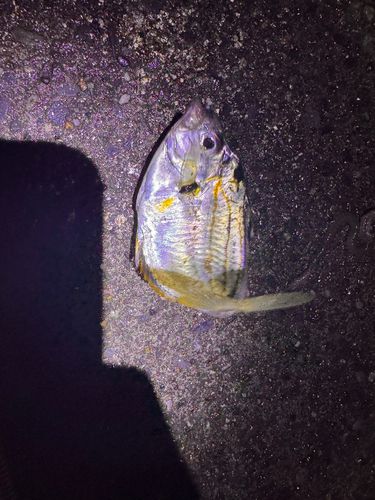 ヒイラギの釣果