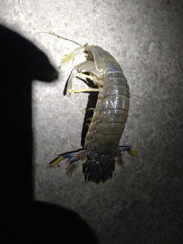 シャコの釣果