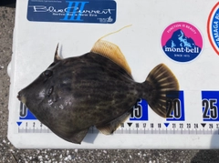 カワハギの釣果