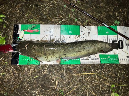 ナマズの釣果