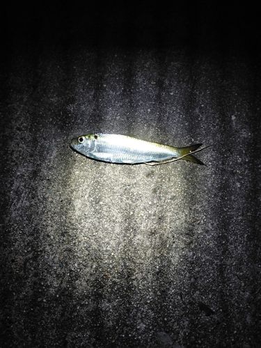 ママカリの釣果