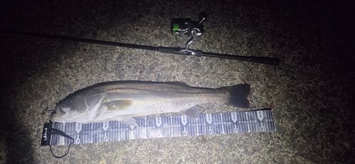 シーバスの釣果