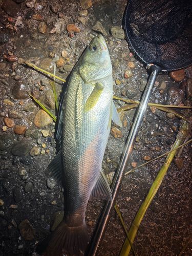 スズキの釣果
