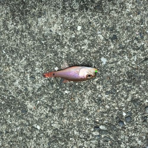 クロホシイシモチの釣果