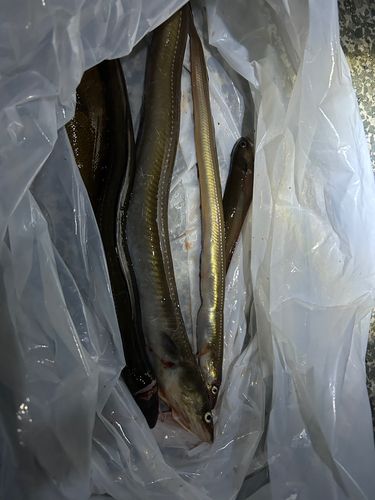 アナゴの釣果