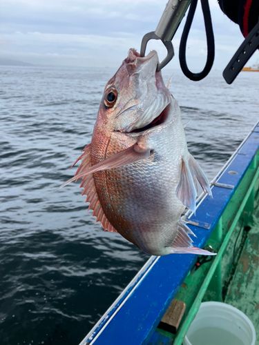 マダイの釣果