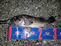 クロソイの釣果