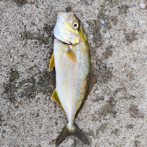 カンパチの釣果