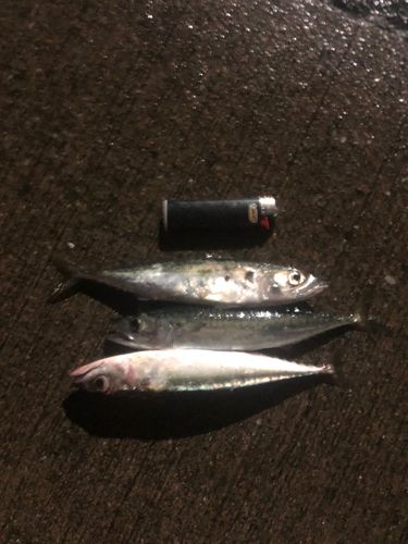 サバの釣果