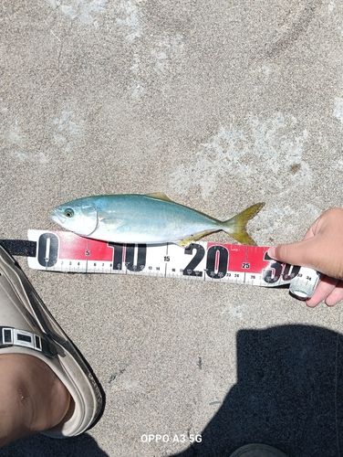 ツバスの釣果