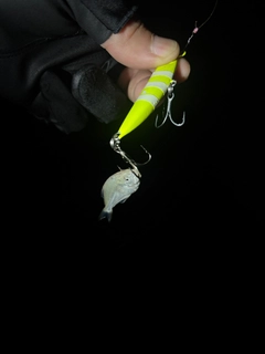 コバンアジの釣果