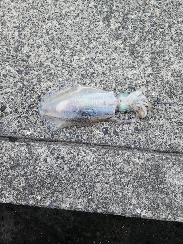 ミズイカの釣果