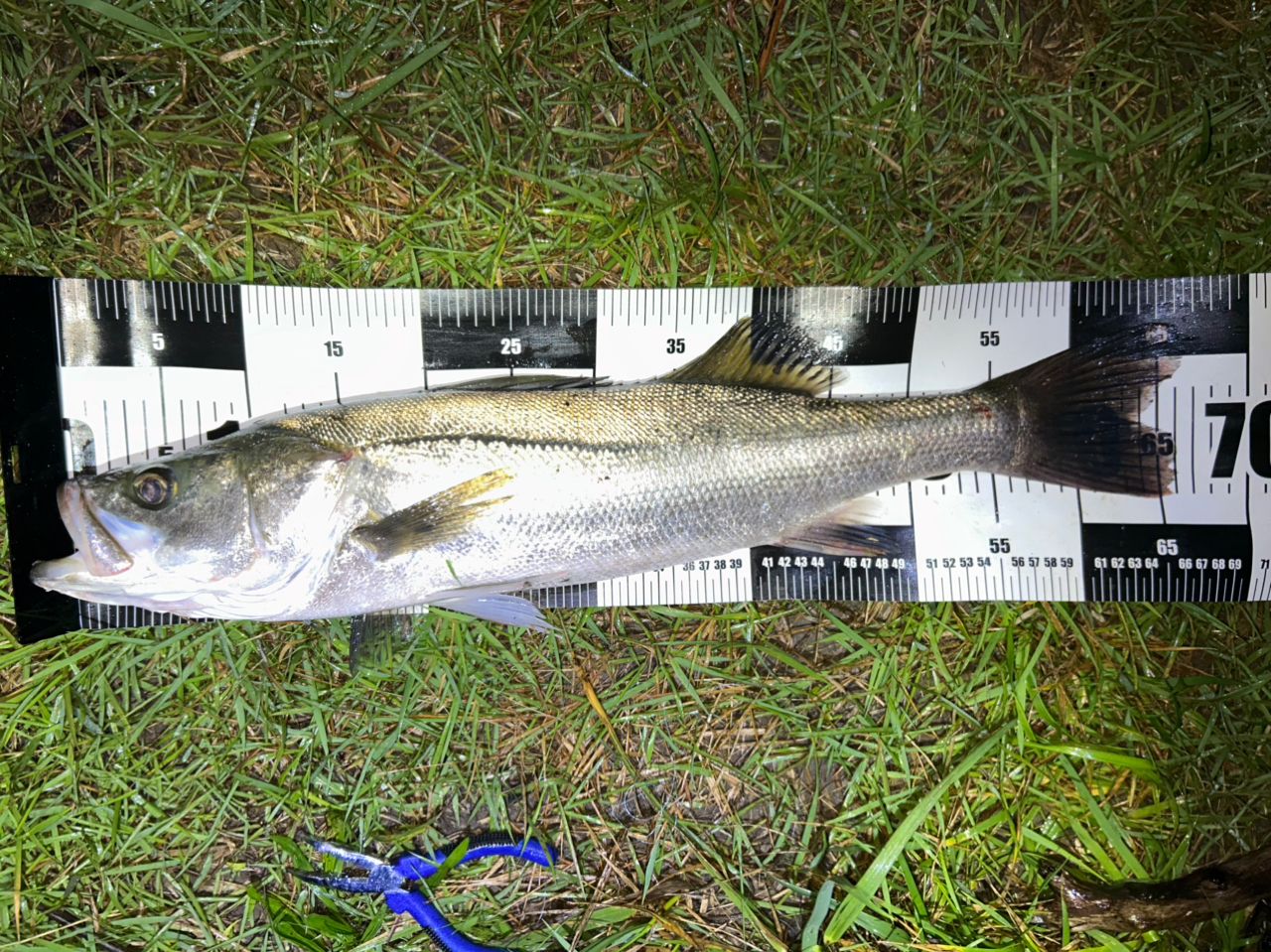 DAIWA 23シーバスフラット X 96Mの最安値・インプレ・釣果 | 本音の