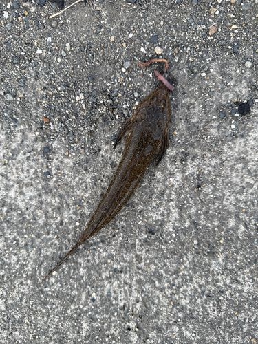 メゴチの釣果