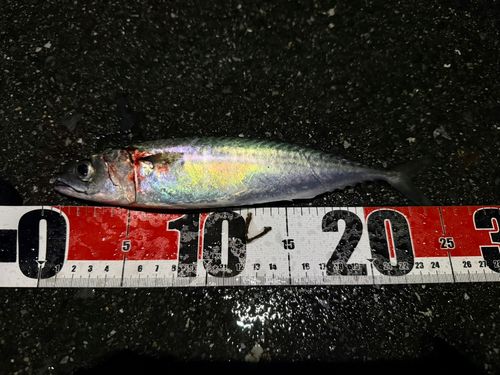 マサバの釣果
