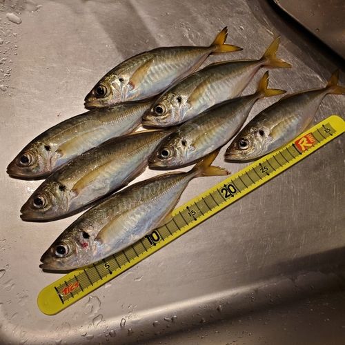 アジの釣果