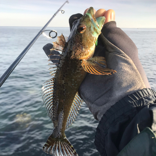 アナハゼの釣果