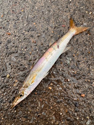 カマスの釣果