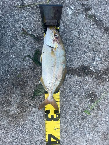 ショゴの釣果