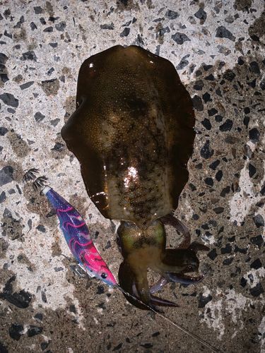コウイカの釣果
