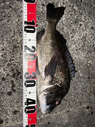 クロダイの釣果