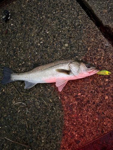スズキの釣果
