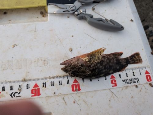カサゴの釣果