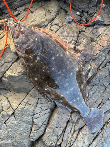 ヒラメの釣果